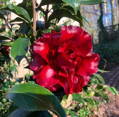 The Joy of Propagating Camellia Black Magic Blazing
